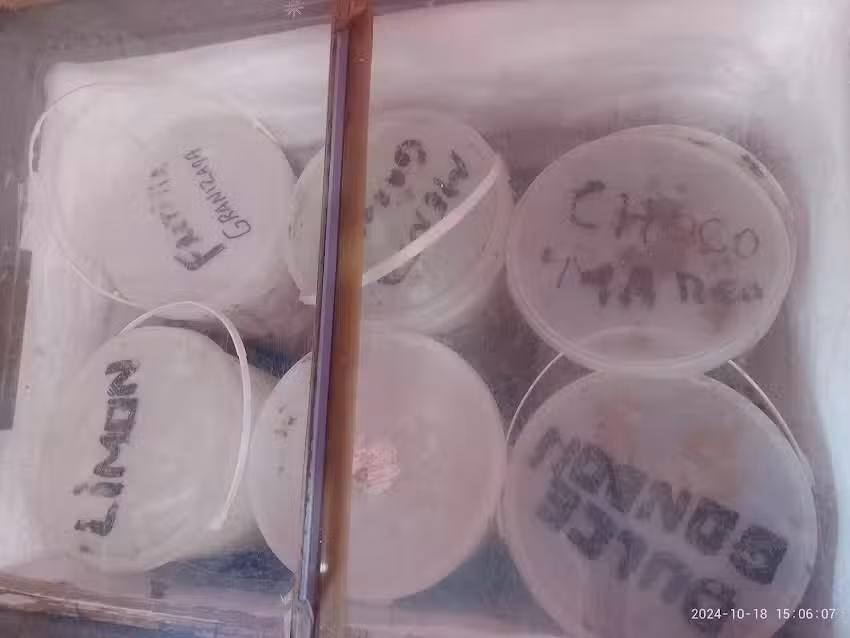 Helader&iacute;a Isa